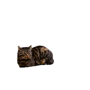 Two Tabby Cats Lying On Garden Stones Against A Rustic Wall. 19481 - Cat PNG image with transparent background